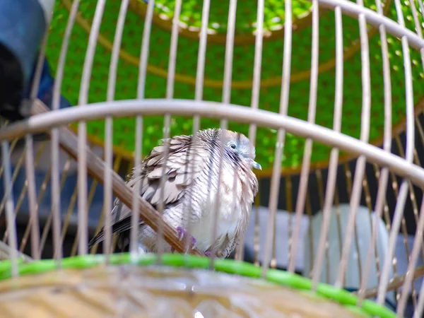 stock image Javanese turtledove in a wooden cage. Zebra dove or Geopelia striata is a pet bird which is a symbol of Javanese society