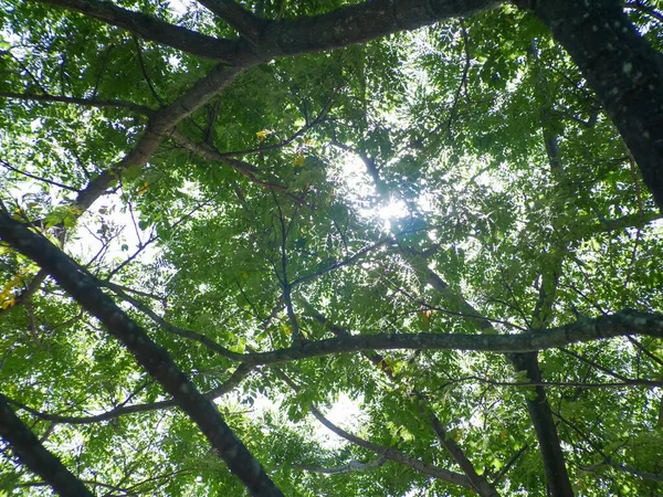 Sun Shone Leaves Tree Canopy — Stock Photo, Image