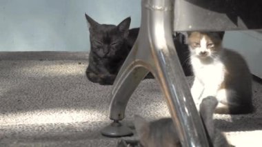 Kara kedi oturup iki yavrusunun oyun oynamasını izliyordu.