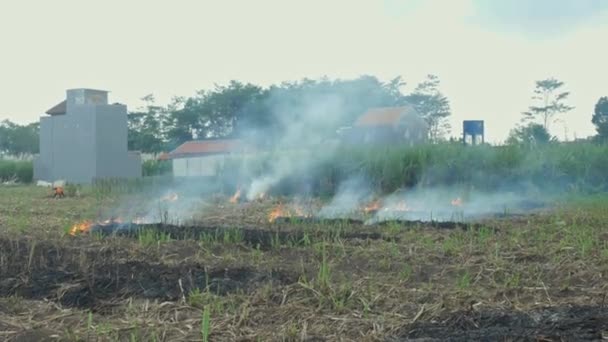 Собранные Поля Сахарного Тростника Сжигаются Процессе Подготовки Посадке Следующего Сахарного — стоковое видео