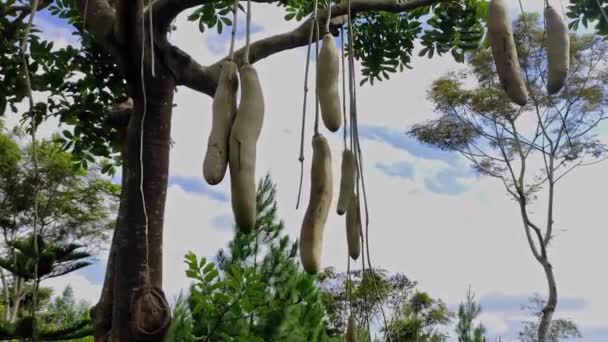 枝の下に群生するキゲリア ピナタやアフリカのソーセージの木の実 — ストック動画