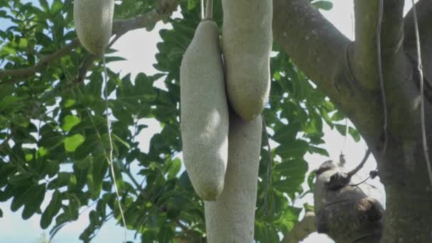 Плоды Кигелии Пиннаты Африканской Колбасы Свисающие Кустах Ветвями — стоковое видео
