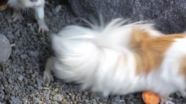 Bir grup kahverengi ve beyaz kobay otları yiyor. sevimli ve komik kobay videoları