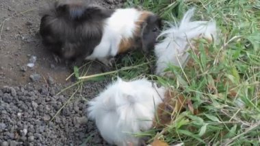 Bir grup kahverengi ve beyaz kobay otları yiyor. sevimli ve komik kobay videoları