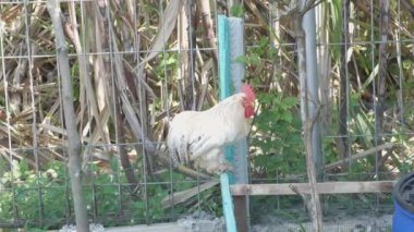 Kate horoz beyazı ya da cüce tavuk ya da kafesin çitlerine tünemiş tavuk.