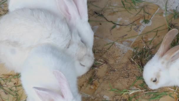 Sekelompok Kelinci Putih Dan Coklat Makan Rumput Dan Wortel Lucu — Stok Video