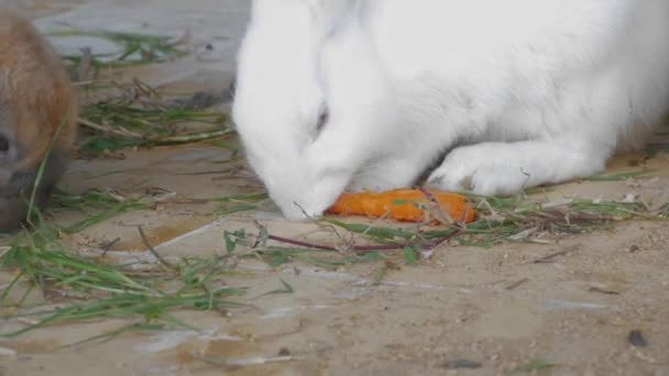 Grupę Białych Brązowych Królików Jedzących Trawę Marchewkę Słodkie Śmieszne Filmy — Wideo stockowe