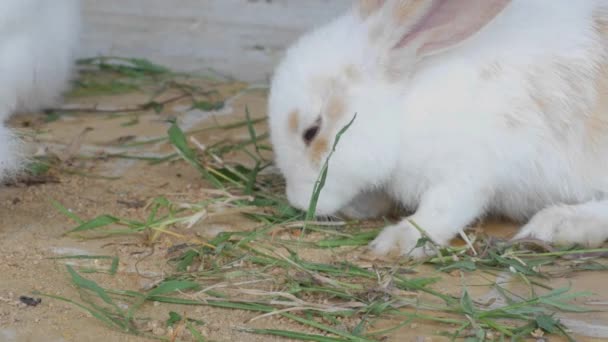 Sekelompok Kelinci Putih Dan Coklat Makan Rumput Dan Wortel Lucu — Stok Video