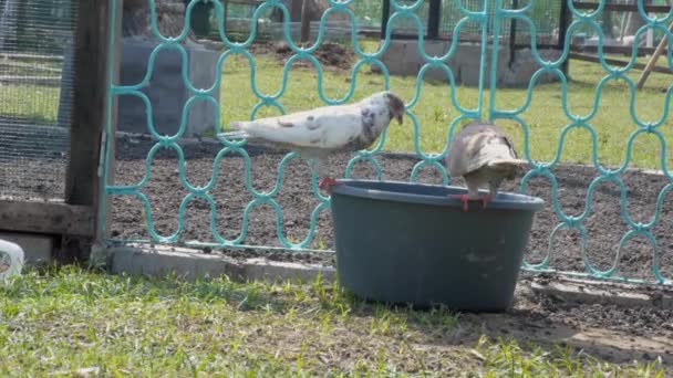 在炎热的一天 一群鸽子从塑料盆里喝水 — 图库视频影像