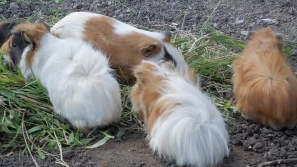 Group Brown White Guinea Pigs Eating Grass Cute Funny Guinea — Stock Video