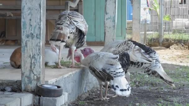 Group Turkeys Eating Corn Grass Rabbits Farm — Stock Video