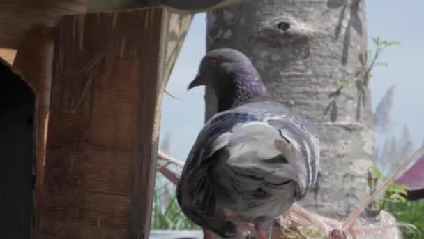 Bir Güvercin Kafesin Dışındaki Durumu Kontrol Eder Kafası Sağa Sola — Stok video