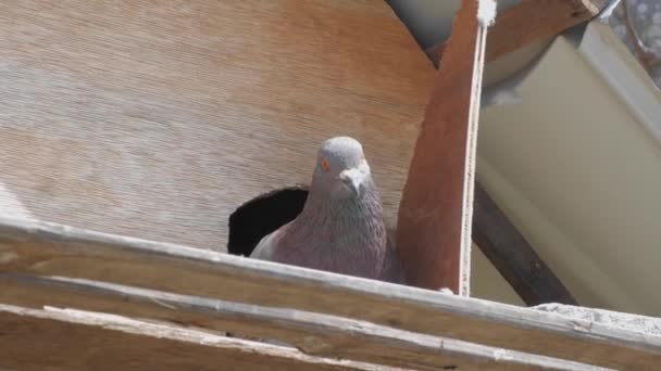 Eine Taube Begutachtet Die Situation Außerhalb Des Käfigs Mit Nach — Stockvideo