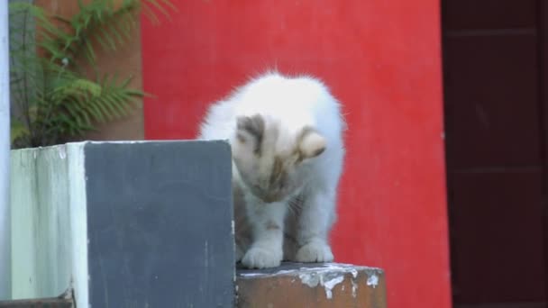 Kirli Gözüken Uzun Saçlı Beyaz Bir Kedi Yavrusu Avluda Duvarlarda — Stok video