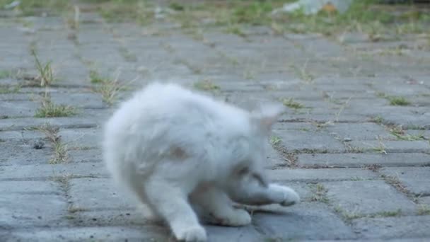 一只长毛的 看起来很脏的白猫 因为它与灰尘混在一起 在院子里和墙壁上玩耍 — 图库视频影像