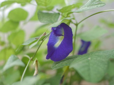Multi Petals Asya güvercinkanatları, arka planda bulunan bitki yaprakları ve duvar kağıdıyla birlikte Moody Blue Asya güvercin kanatlarının dört rengini içerir. Klitoria ternatea