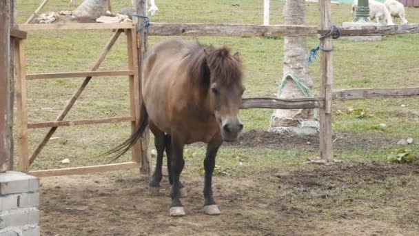 Μικρό Καφέ Άλογο Στη Φάρμα Κουνάει Την Ουρά Του — Αρχείο Βίντεο