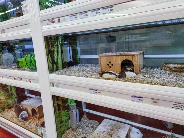 Ameliyatlar Fransa Ekim 2020 Fransız Hayvan Mağazasında Tavşan Hamster Gine Telifsiz Stok Fotoğraflar