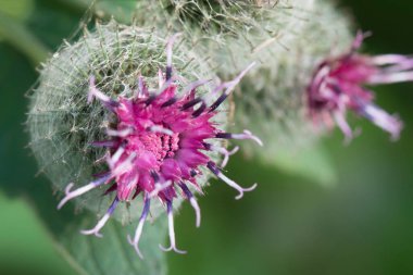 Burdock çiçekleri kapanıyor. Arctium lappa. Büyük dulavrat otu olarak bilinir. Tıbbi şifalı otlar bitkisi. Homeopatik tedaviler için ham maddeler.