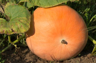 Tarlada olgun balkabağı. Cadılar Bayramı sembolü