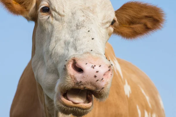 牛の肖像画 牛の鼻と口の面白い顔 牛の鼻にしがみつく昆虫 — ストック写真