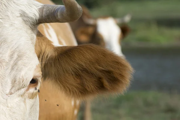 Close-up of a cow's face. Cows graze in the meadow. Organic livestock.