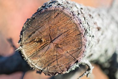 Kereste kesimi. Eski bir bahçede haç kesimi. Ahşap arkaplan.