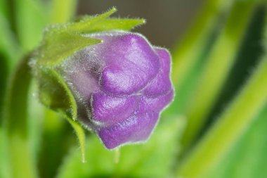 Gloxinia ya da Sinningia 'nın mor çiçek goncası. Makro fotoğraf