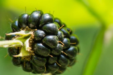 Olgun böğürtlen. Böğürtlen topluyorum.