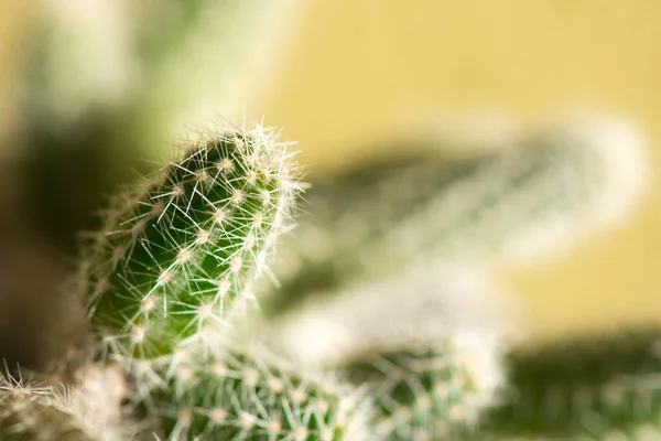 Mladé Výhonky Kaktusu Krysího Ocasu Aporocactus Fotografie Blízka — Stock fotografie