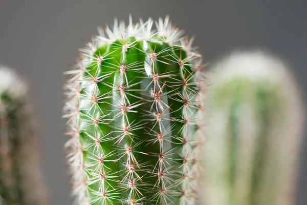 Mladý Kaktus Zblízka Pěstování Sukulentů Kaktusů Pokojové Rostliny — Stock fotografie