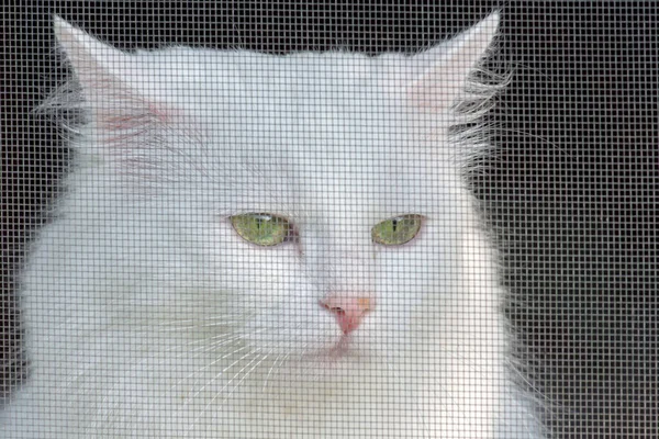 Gato Branco Olha Pela Janela Close Foco Seletivo Suave Gato — Fotografia de Stock