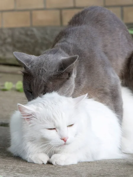 Domácí Kočky Páření Zvířata Lásce Zavřít Portrét — Stock fotografie