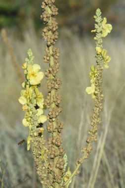 Blossom Mullein veya Bears Ear (Verbascum), tıbbi bitki..