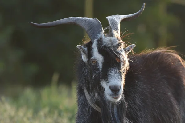 Black Goat Twisted Horns Pasture Sunlight Atmospheric Photo — Stock Photo, Image