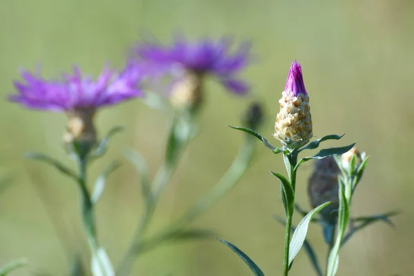 Άνθος Καλαμποκιού Centaurea Φαρμακευτικό Ποώδες Φυτό — Φωτογραφία Αρχείου