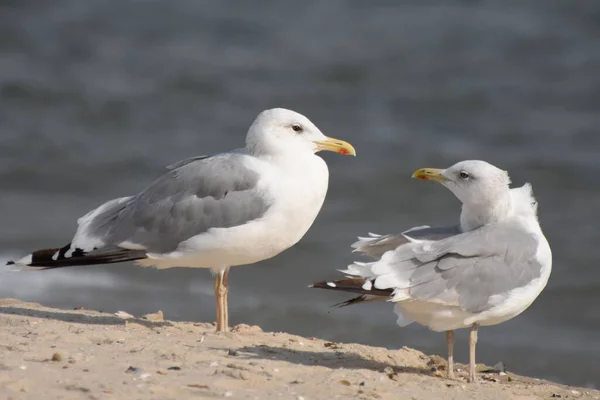 Deux Oiseaux Mer Oiseaux Marins Debout Pieds Sur Plage Mer — Photo