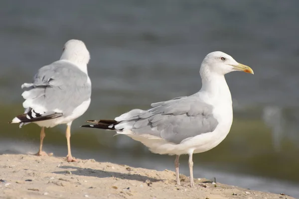 Deux Oiseaux Mer Oiseaux Marins Debout Pieds Sur Plage Mer — Photo