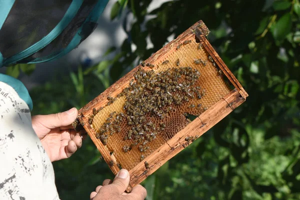 Σκελετός Μελιού Μέλισσες Στα Χέρια Μελισσοκόμου Μελισσοκόμος Επιθεωρεί Την Κηρήθρα — Φωτογραφία Αρχείου
