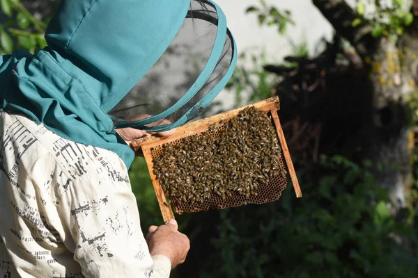Ένας Μελισσοκόμος Εξετάζει Ένα Πλαίσιο Μέλισσες — Φωτογραφία Αρχείου