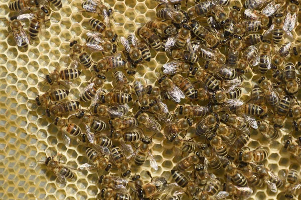 Μέλισσες Σκελετό Μελιού Κύτταρα Ιστορικό Τις Μέλισσες — Φωτογραφία Αρχείου
