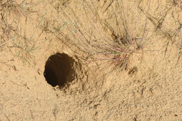Loch Von Kaninchen Oder Jerboa Jaculus Orientalis Der Sandwüste — Stockfoto