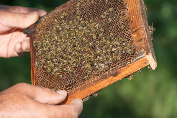 Σκελετός Μελιού Μέλισσες Στα Χέρια Μελισσοκόμου Μελισσοκόμος Επιθεωρεί Την Κηρήθρα — Φωτογραφία Αρχείου
