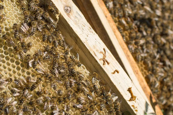 Honigrahmen Mit Bienen Aus Nächster Nähe Weltimkertag — Stockfoto