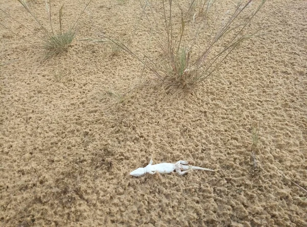 Мертвая Ящерица Песке Смерть Животных Пустыне Проблема Защиты Фауны — стоковое фото