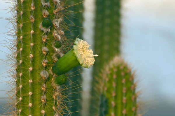 Květiny Sloupkovitého Kaktusu Carnegiea Gigantea Kvete Poušti Selektivní Zaměření — Stock fotografie
