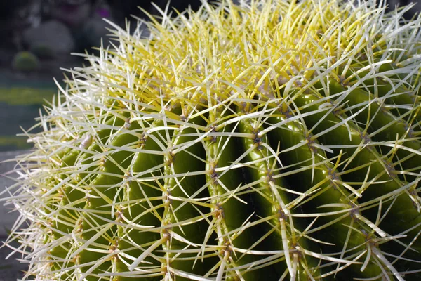 Bakgrund Grön Taggig Kaktus Echinocactus Grusonii Närbild Foto Ryggraden — Stockfoto
