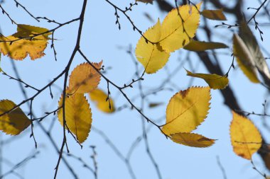 Sonbaharda ağaç dalında sarı yapraklar.