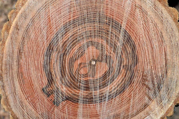 Schnittholzschnitt Holzernte Holzverarbeitende Industrie Hölzerner Hintergrund — Stockfoto