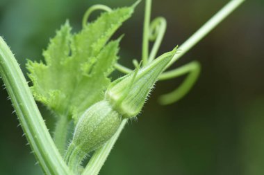 Bahçedeki genç kabak bitkileri. Taze organik meyveler. Salatalık filizi makro fotoğrafçılık..